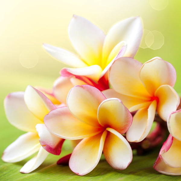 Plumeria_grande.jpg?v=1621878670