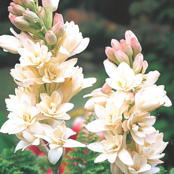 Tuberose – Sarah Horowitz Parfums